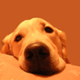 Salut ! - dernier message par L'ours63