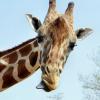Girafette06