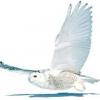 Silence radio d'immigrer.com - attention au contr�le des donn�es - dernier message par Maraudeur