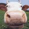Les frites sont en deuil... - dernier message par egl